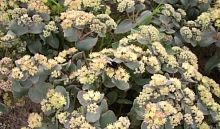 Седум гибридный (Очиток) 'Хаб Грей'