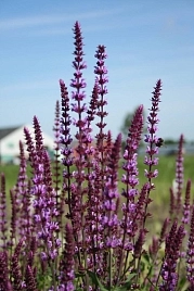 Сальвия дубравная (Шалфей) 'Аметист'