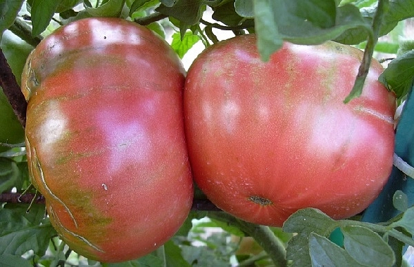 Томат 'Розовый гигант' Томат 'Розовый гигант'