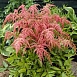 Астильба тунберга 'Страуссенфедер' (красно - кремовая)