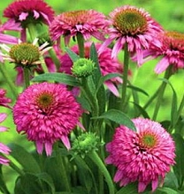 Эхинацея пурпурная 'Пикколино'