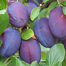 Слива 'Еникеевская'