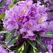 Рододендрон гибридный 'Голдфлиммер' (фиолетовый светлый)