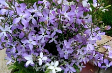 Семена Маттиола