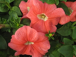 Петуния (сурфиния) гибридная 'Дримс Салмон' (лососевая)