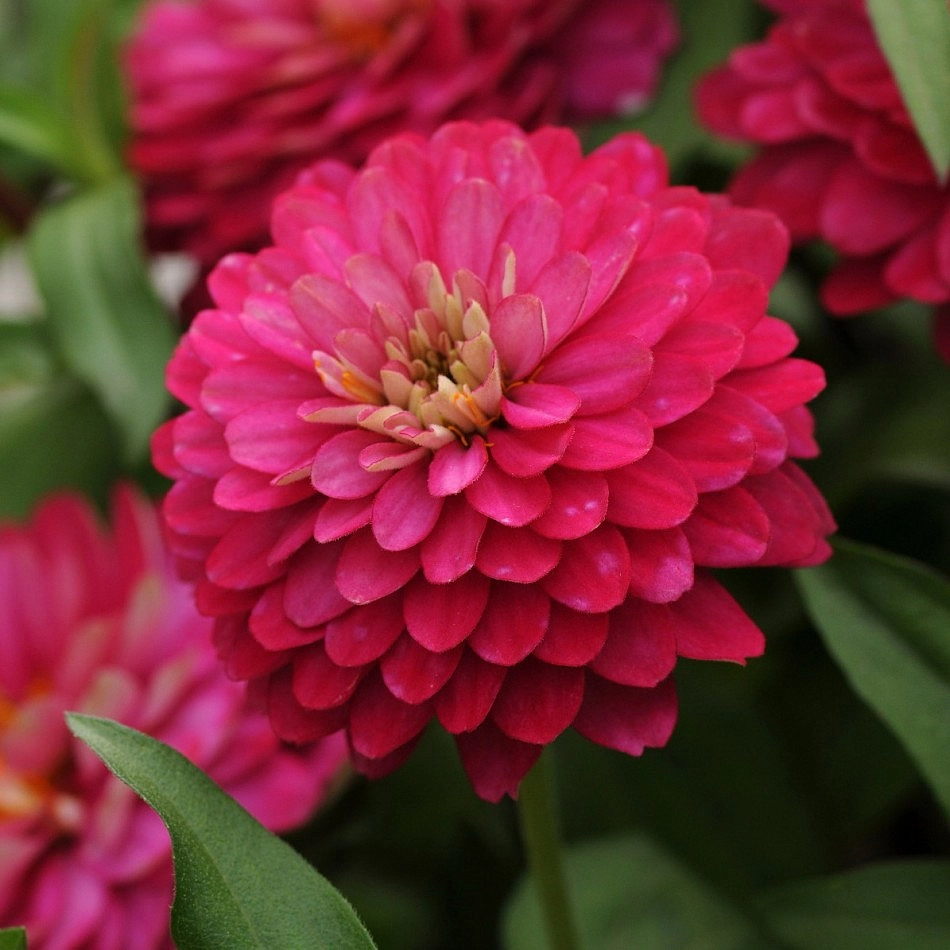 Цинния мариландская 'Захара Строуберри' (розовая)