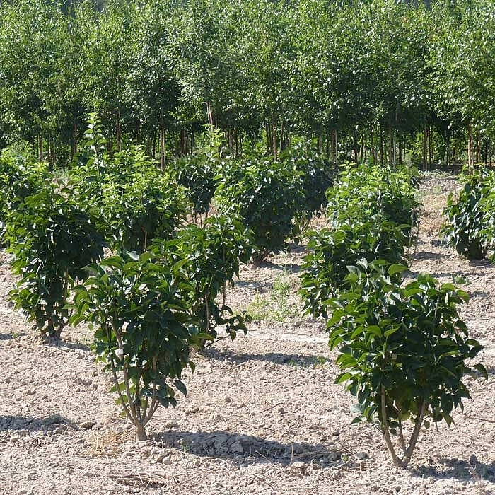 Сирень венгерская