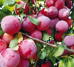 Алыча 'Обильная'