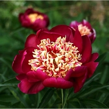 Пион молочноцветковый 'Ниппон Бьюти' (пурпурный анемоноцветный)