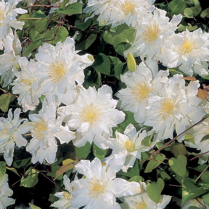 Клематис 'Сильвия Денни'