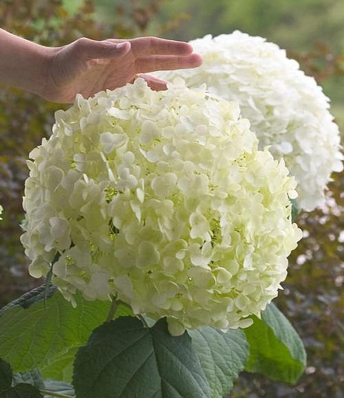 Гортензия древовидная 'Инкрэдибл'