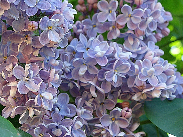 Сирень обыкновенная 'Дрезден Чайна' (бело - голубая)