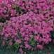 Флокс шиловидный