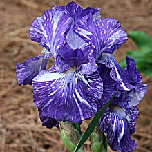 Ирис германский (бородатый) 'Батик' 
