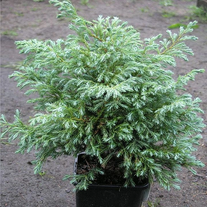 Можжевельник чешуйчатый 'Блу Карпет'