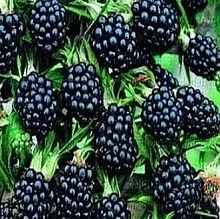 Ежевика 'Полар'