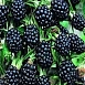 Ежевика 'Полар'