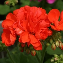 Пеларгония плющелистная 'Шокинг Оранж' (оранжево - красная)