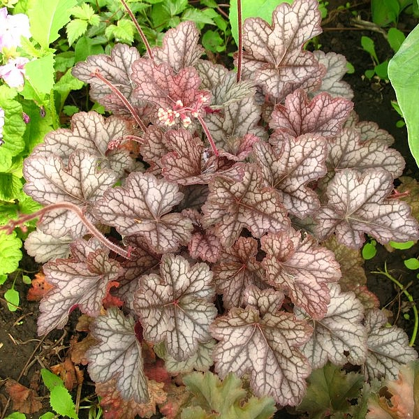 Гейхера гибридная 'Нептун'