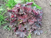 Гейхера 'Эденс Мистери'