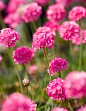 Армерия приморская 'Армада Роуз'