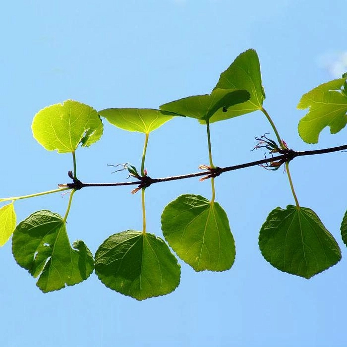 Багряник японский