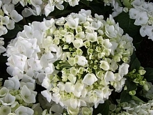 Гортензия крупнолистная 'Холибел'
