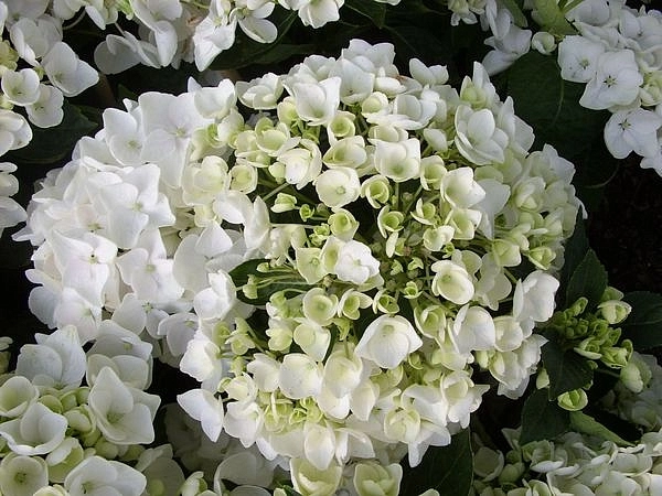 Гортензия крупнолистная 'Холибел'