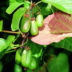 Актинидия Коломикта 'Д-р Шимановский' Актинидия Коломикта 'Д-р Шимановский'