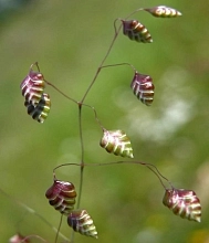 Бриза средняя