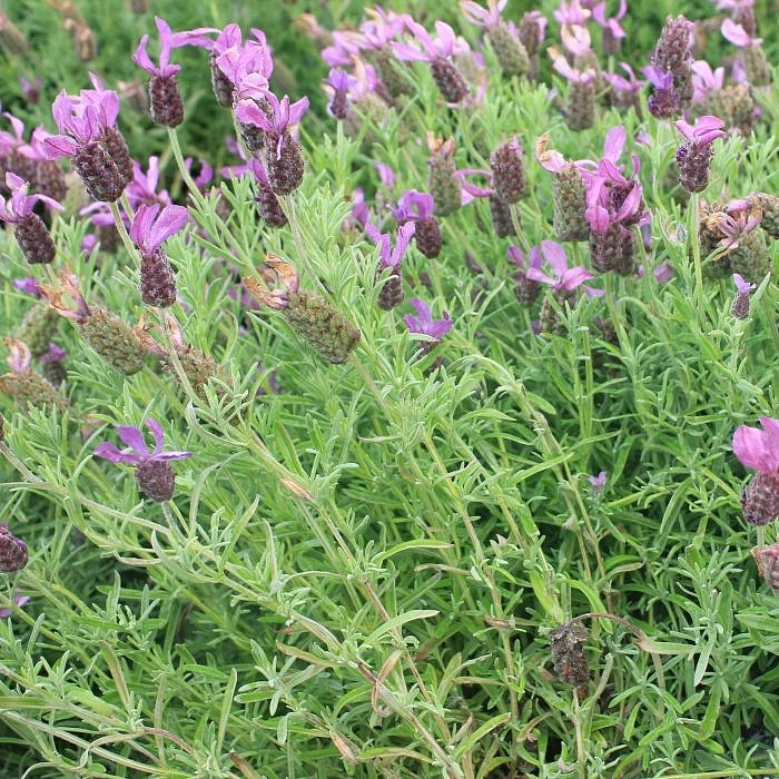 Лаванда стэха́дская 'Анук'