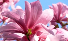 Магнолия 'Гелакси'