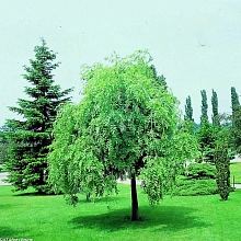 Ясень обыкновенный 'Пендула'