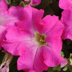 Петуния (сурфиния) гибридная 'Дримс Фуксия' (лилово-розовая)