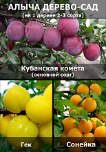 Алыча 'Кубанская комета\ Гек\ Сонейка'