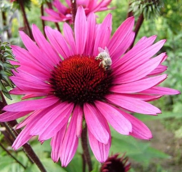 Эхинацея пурпурная 'Роковое влечение'