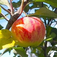 Яблоня домашняя 'Лежкое'