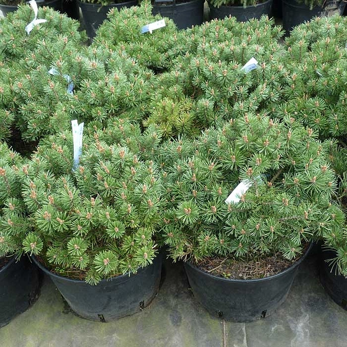 Сосна горная Пумоко (mugo Pumoko)