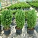 Можжевельник китайский 'Стрикта'