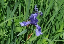 Ирис гибридный