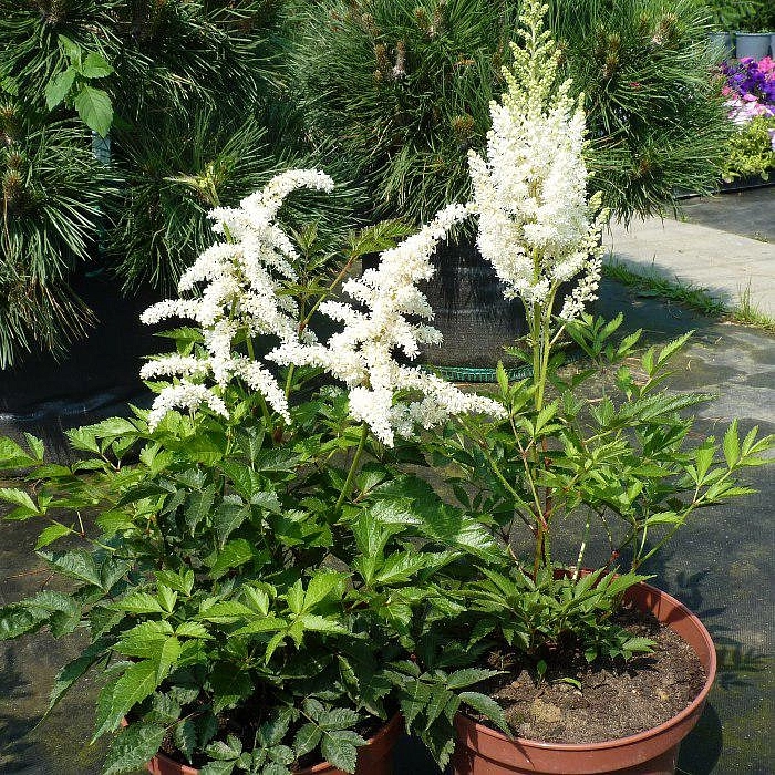 Астильба японская 'Дойчланд' (белая)