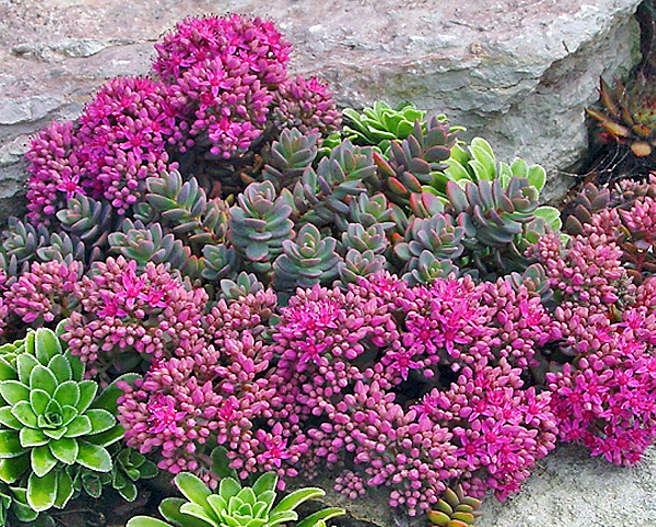 Седум Эверса (Очиток)