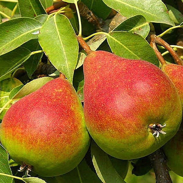 Груша 'Татьяна'