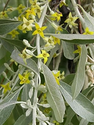 Лох серебристый (маслина)