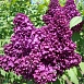 Сирень обыкновенная 'Индия' (фиолетово - розовая)