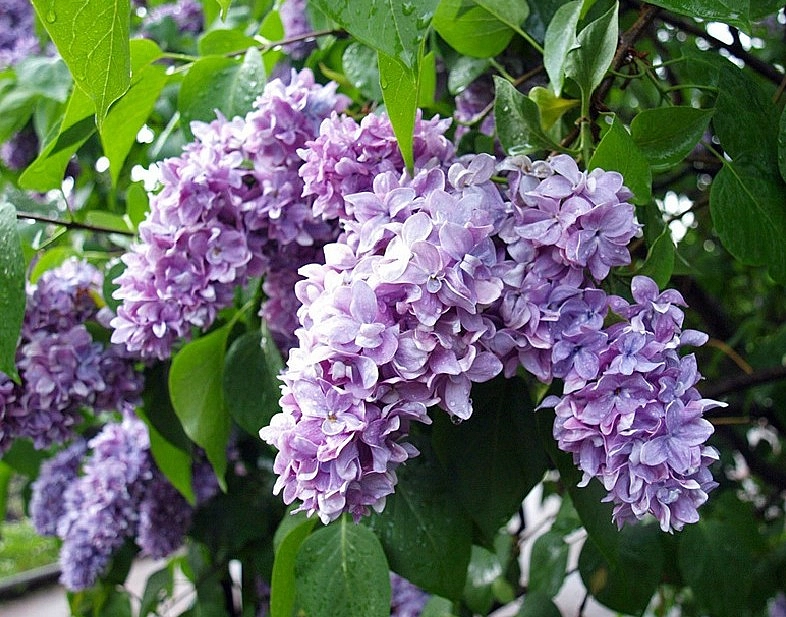 Сирень обыкновенная 'Максимович' (лилово - голубая)