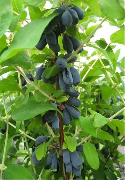 Жимолость съедобная 'Голубой десерт'