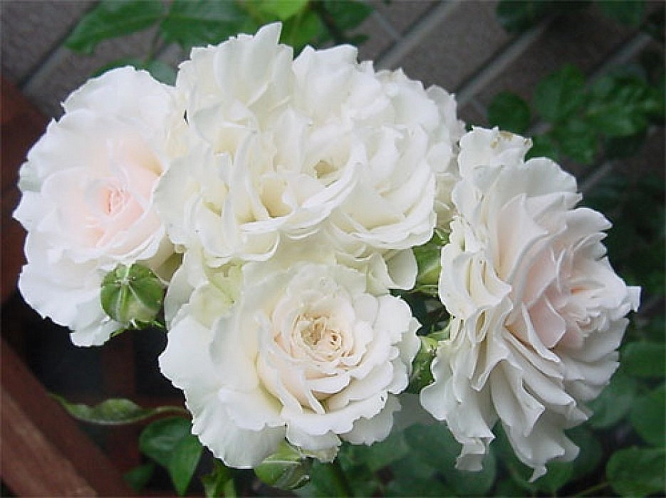 Роза 'Грейт Ноф Истэн Роуз' (флорибунда) (белая)