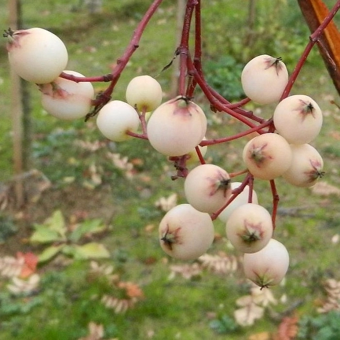 Рябина Кёне Рябина Кёне