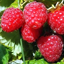 Малина 'Бирюсинка'